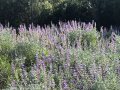 Lupinus albifrons