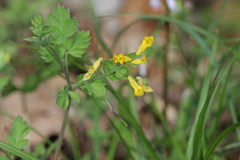 Corydalis flavula