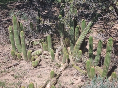 Trichocereus spachianus