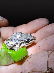 Leptodactylus latinasus