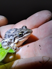 Leptodactylus latinasus