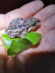 Leptodactylus latinasus