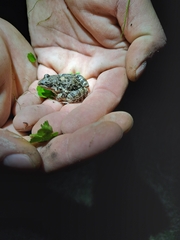 Leptodactylus latinasus