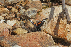 Psychomorpha epimenis
