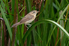 Acrocephalus bistrigiceps