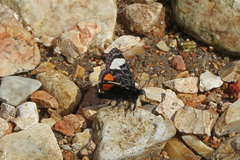 Psychomorpha epimenis
