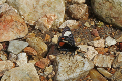 Psychomorpha epimenis