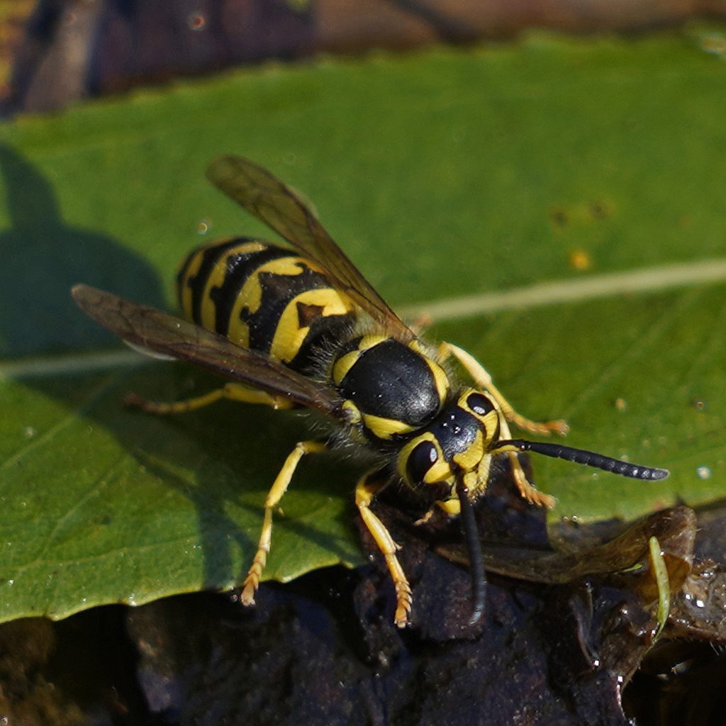 Western Yellowjacket from Santiago Oaks Regional Park, CA, USA on ...