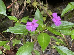 Impatiens platypetala