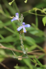 Carlowrightia parviflora