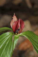 Trillium recurvatum