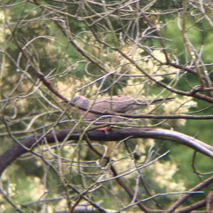 Streptopelia chinensis