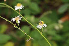 Chloracantha spinosa
