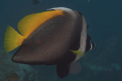 Heniochus singularius