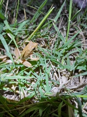 Boana pulchella