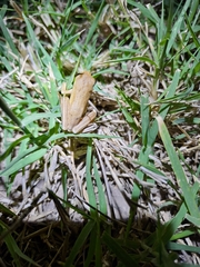 Boana pulchella