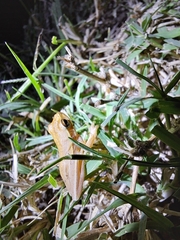 Boana pulchella