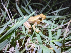 Boana pulchella
