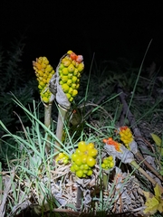 Arum italicum