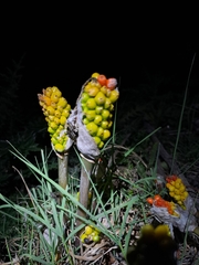 Arum italicum
