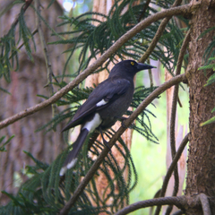 Strepera graculina