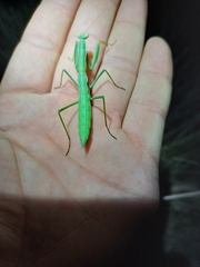 Coptopteryx argentina