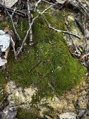 Entodon seductrix