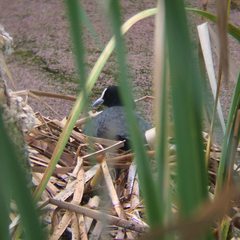 Fulica atra