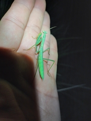 Coptopteryx argentina