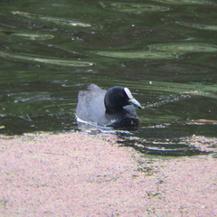 Fulica atra