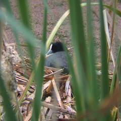 Fulica atra