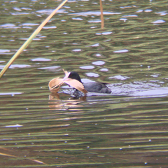 Fulica atra