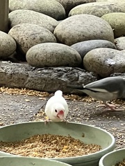 Estrilda troglodytes