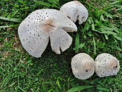 Chlorophyllum