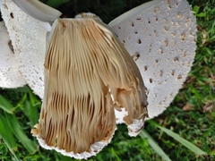 Chlorophyllum