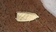 Earias paralella