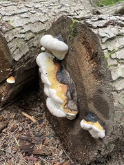 Fomitopsis