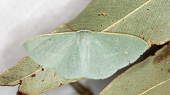 Prasinocyma ocyptera