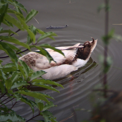 Anas platyrhynchos domesticus