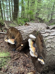 Fomitopsis