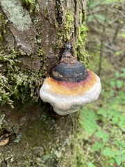 Fomitopsis