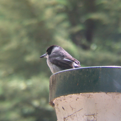 Cracticus torquatus