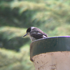 Cracticus torquatus
