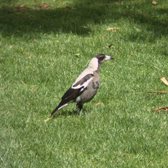 Gymnorhina tibicen