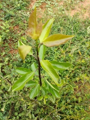 Jatropha gossypiifolia