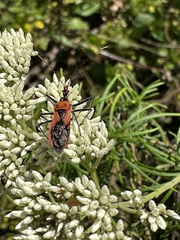 Gminatus