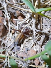 Asthenoctenus borellii