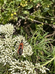 Gminatus