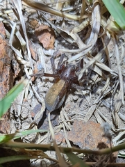 Asthenoctenus borellii