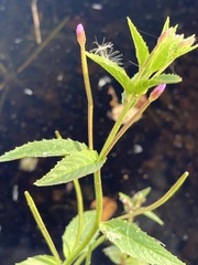 Epilobium ciliatum